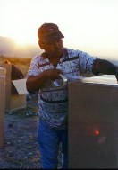 Picking and packaging sage at sunset